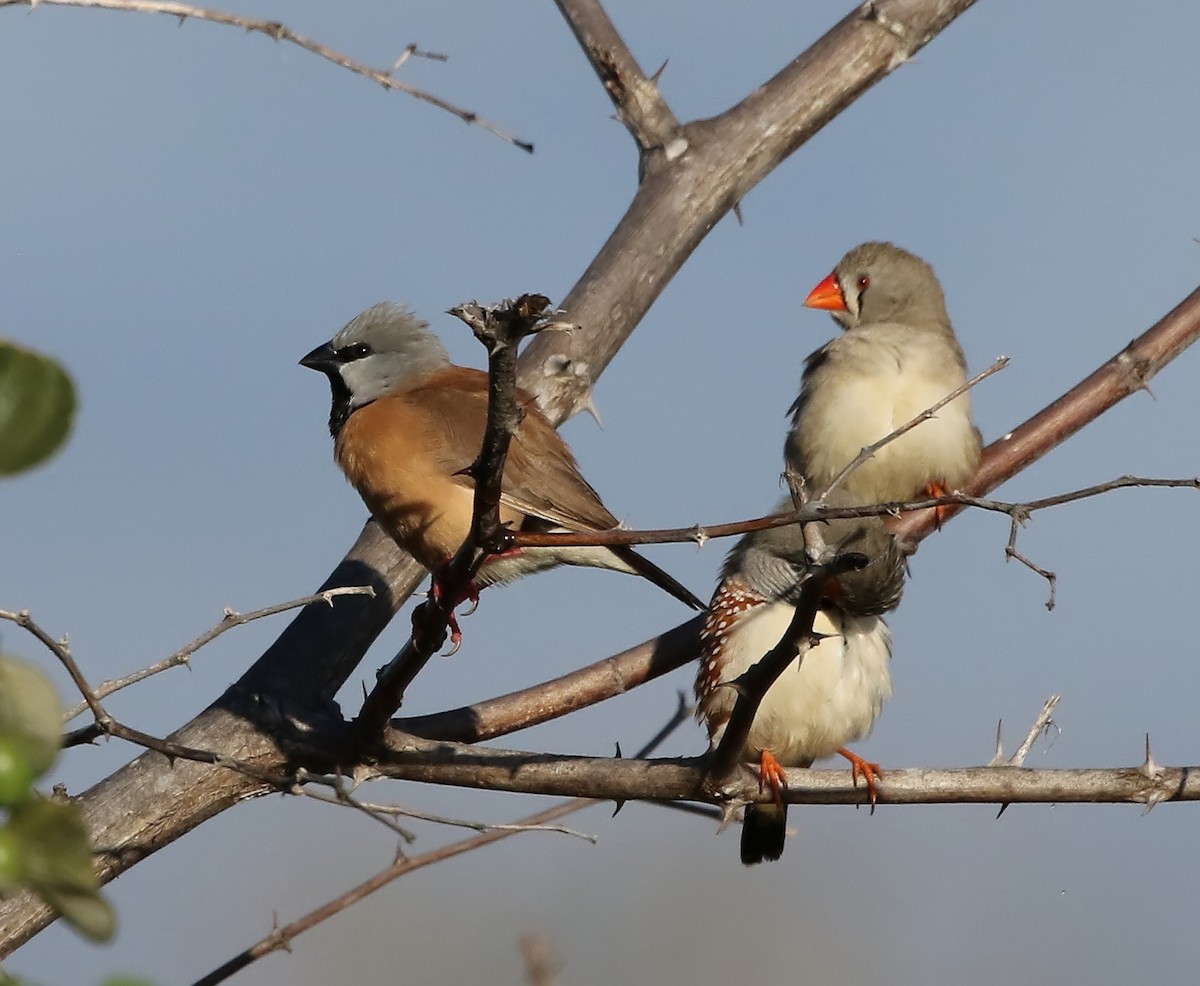 Zebra Finch - ML64557271