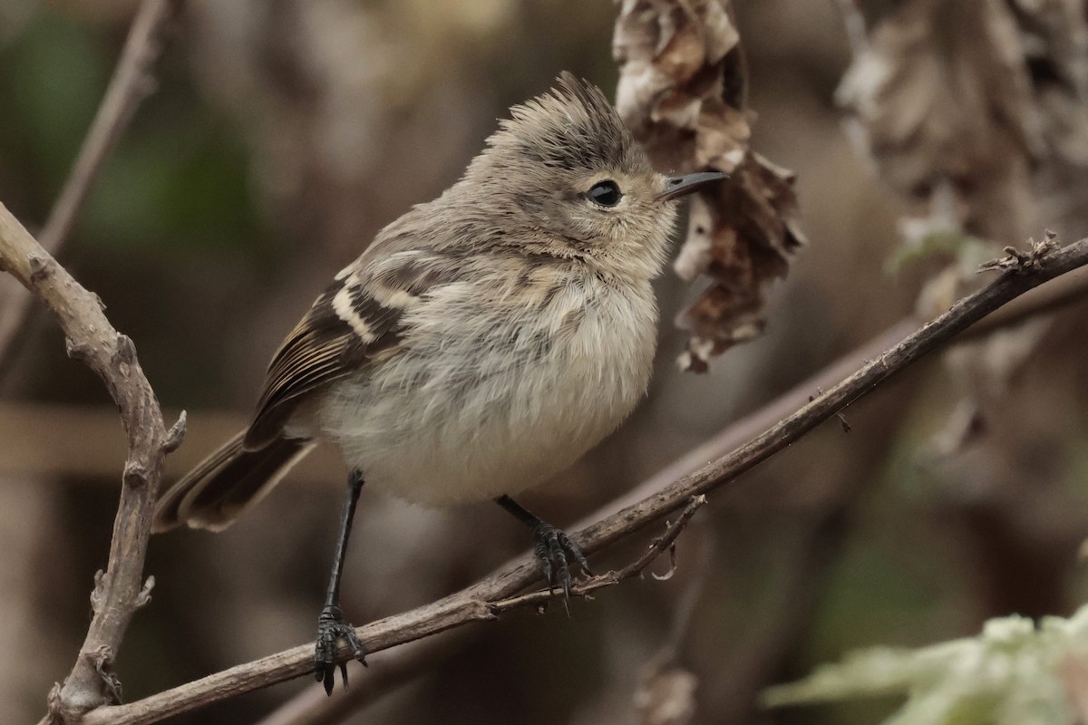 Pied-crested Tit-Tyrant - ML645572710