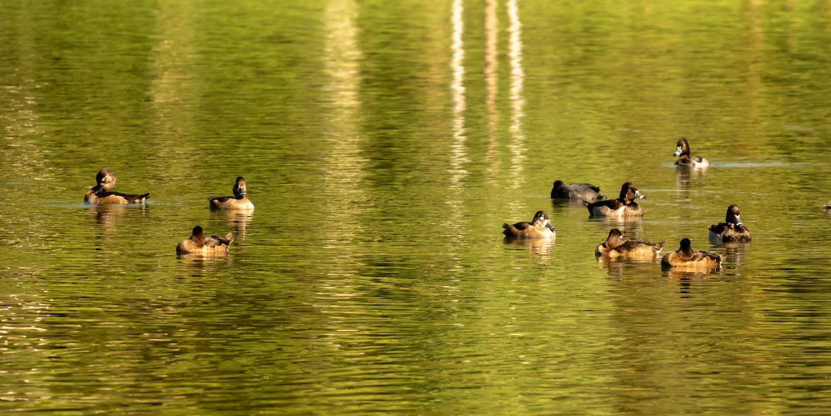 polák proužkozobý - ML645572711