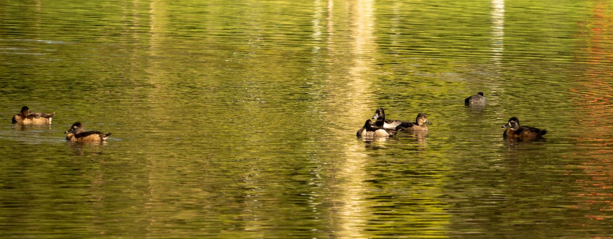 polák proužkozobý - ML645572712