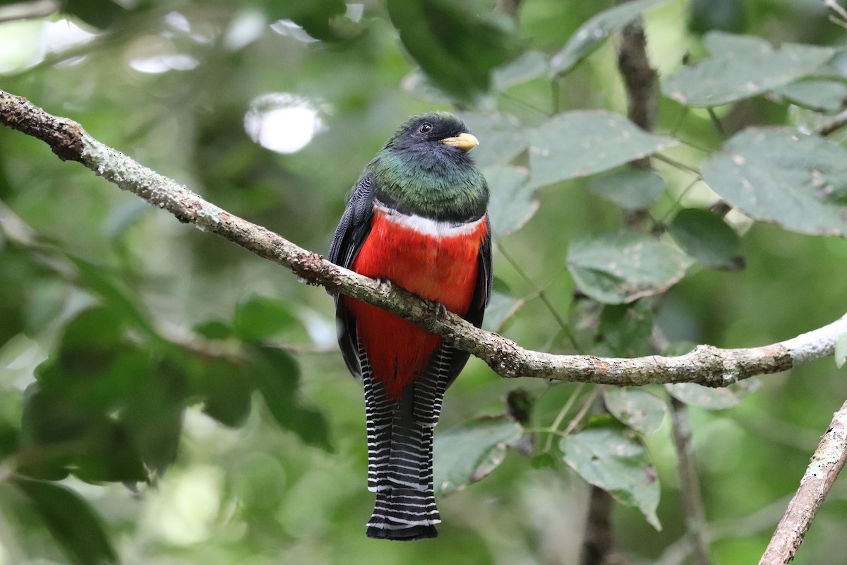 Collared Trogon - ML645572713