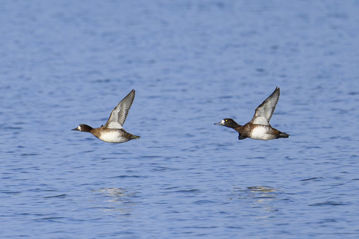 Морская чернеть - ML645572716