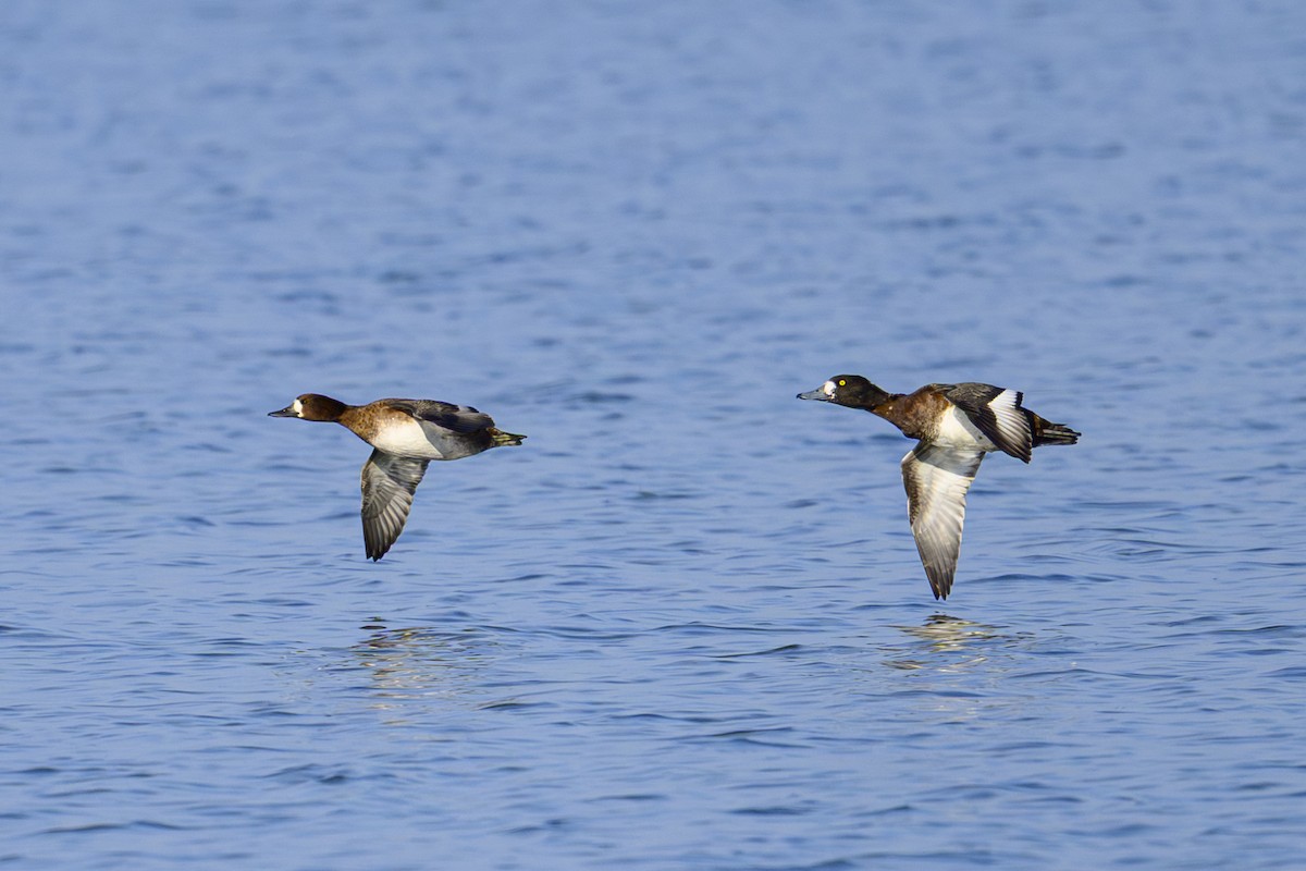 Морская чернеть - ML645572717