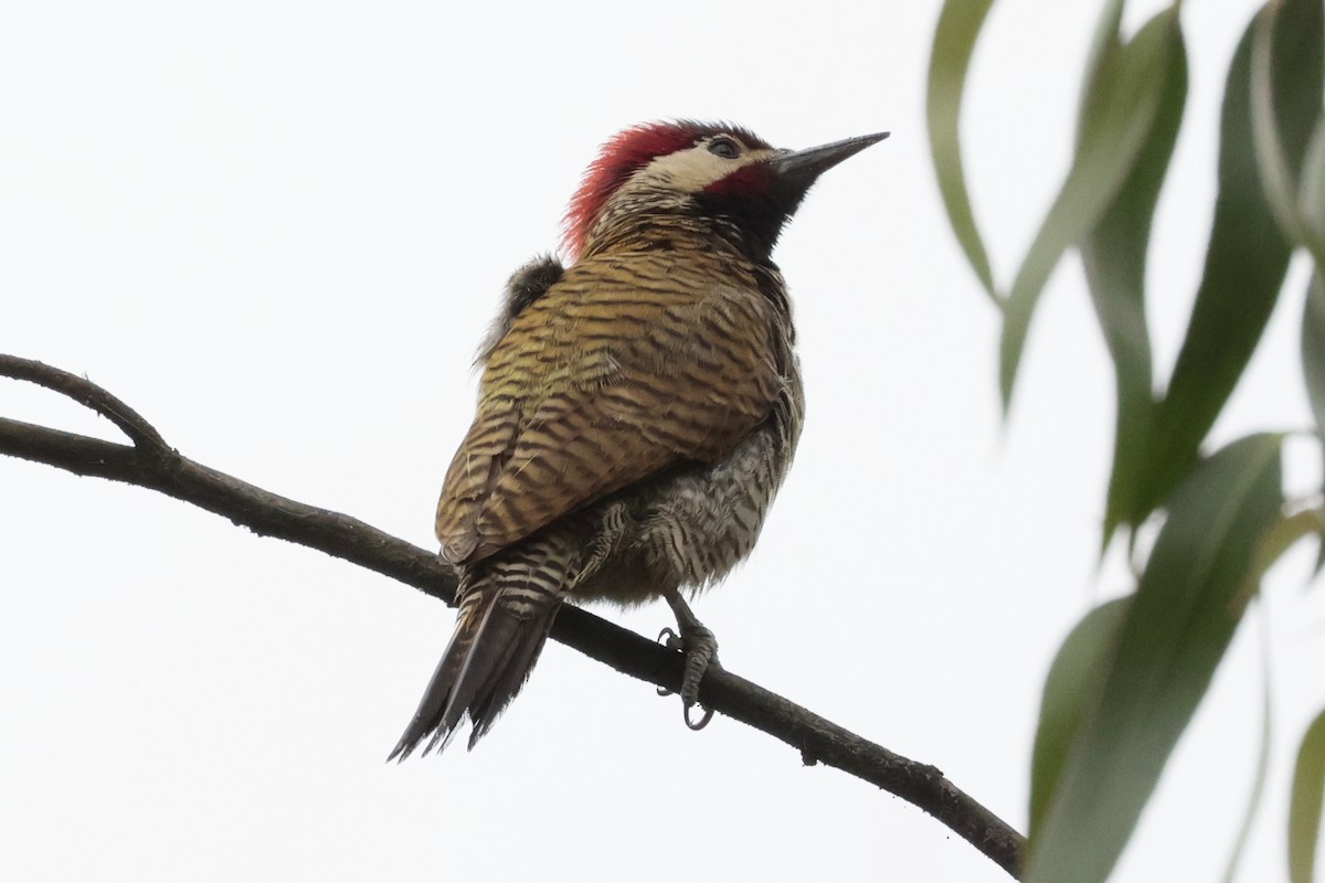 Black-necked Woodpecker - ML645572730