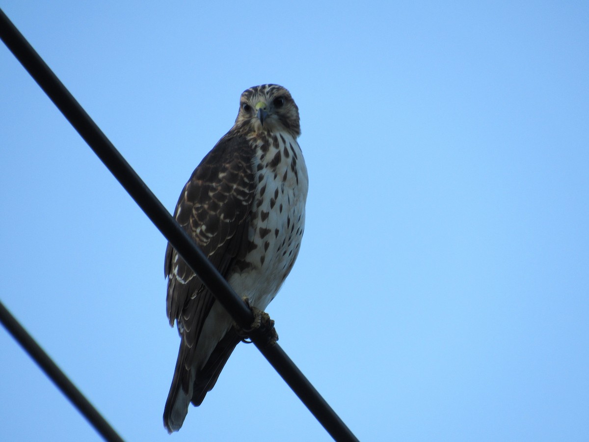 Broad-winged Hawk - ML645572731