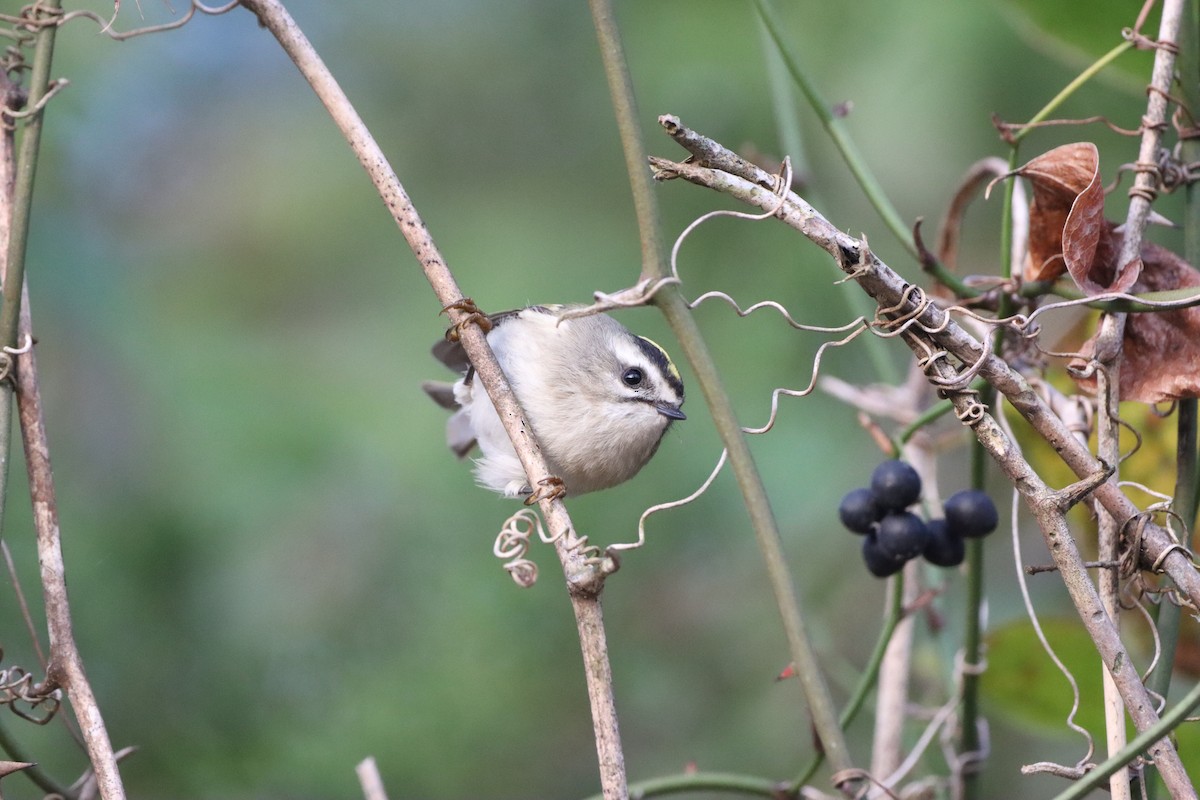 Golden-crowned Kinglet - ML645572740