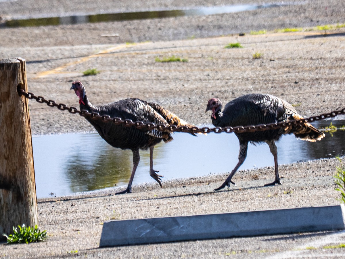 Wild Turkey - ML645572742