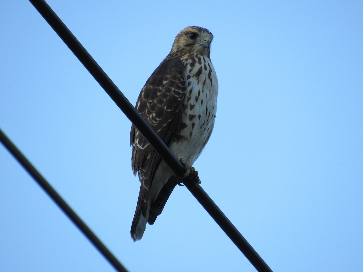 Broad-winged Hawk - ML645572747