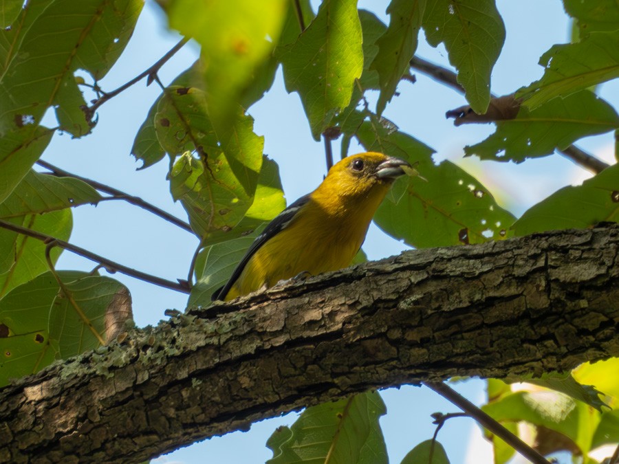 White-winged Tanager - ML645572748