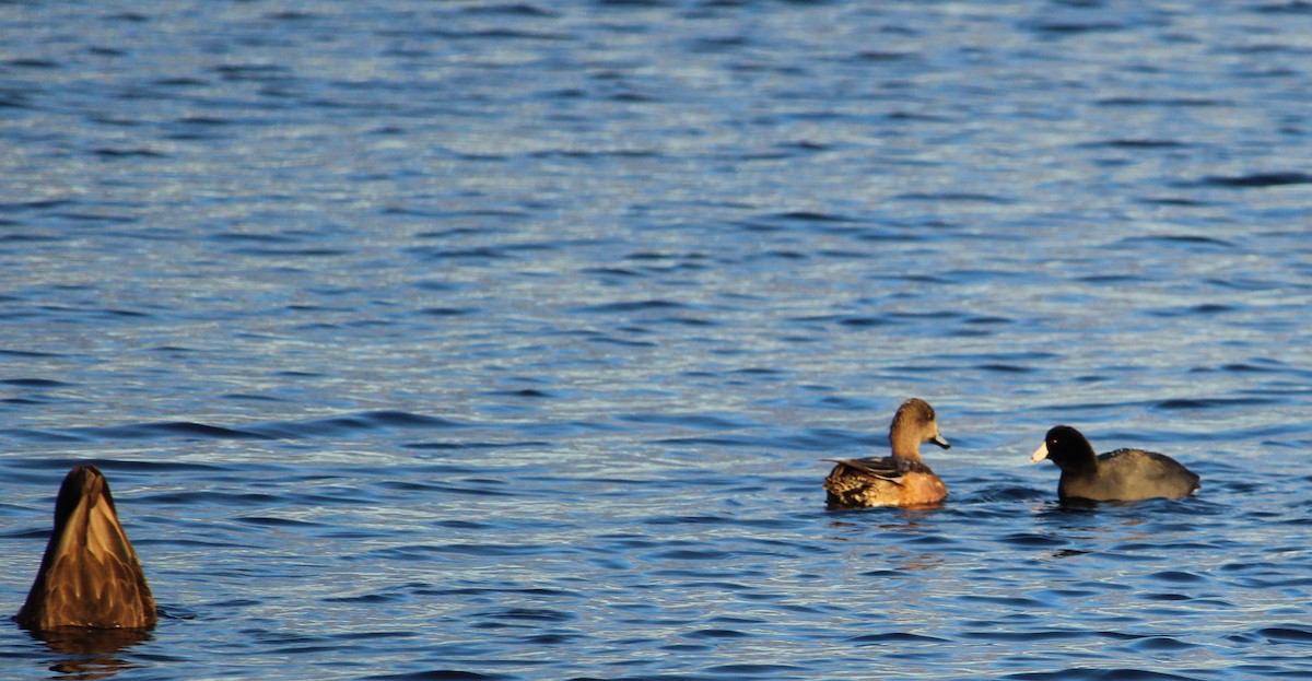 Свищ американський - ML645572749