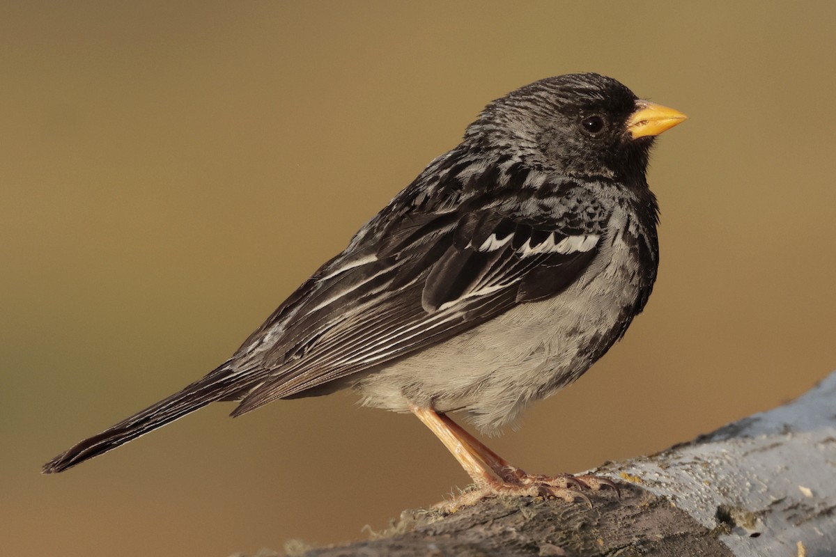 Mourning Sierra Finch - ML645572755