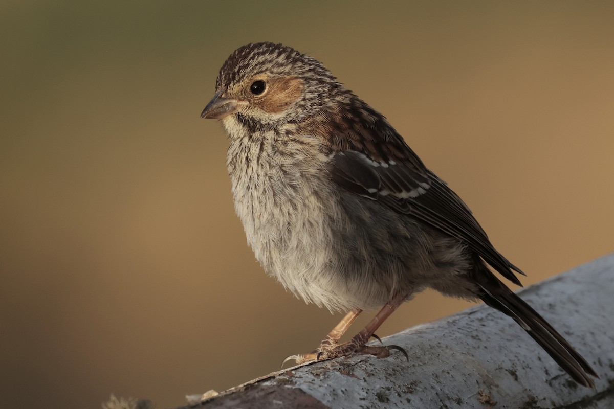 Mourning Sierra Finch - ML645572757
