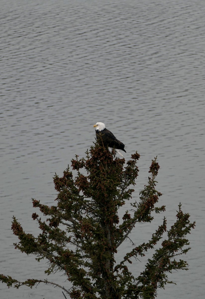 Bald Eagle - ML645572758
