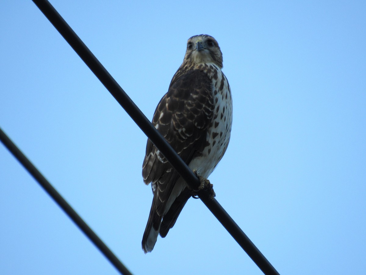 Broad-winged Hawk - ML645572764