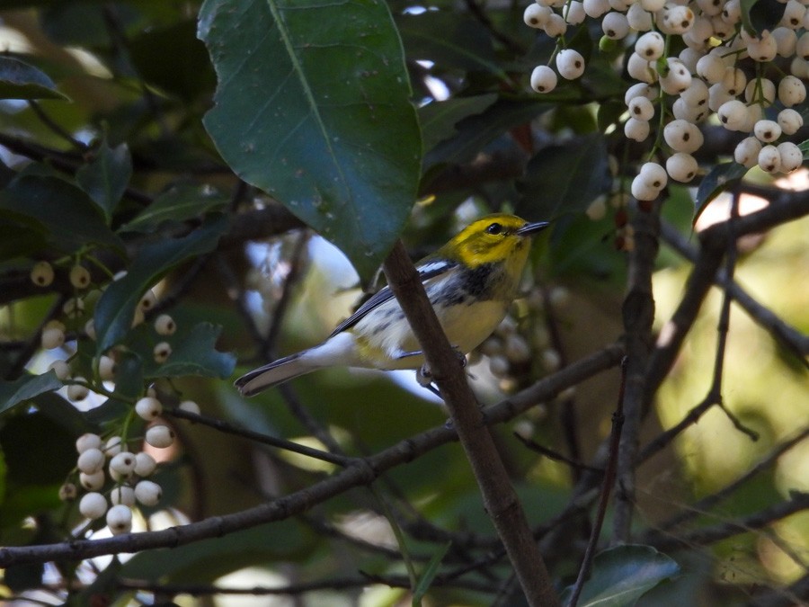 Black-throated Green Warbler - ML645572772