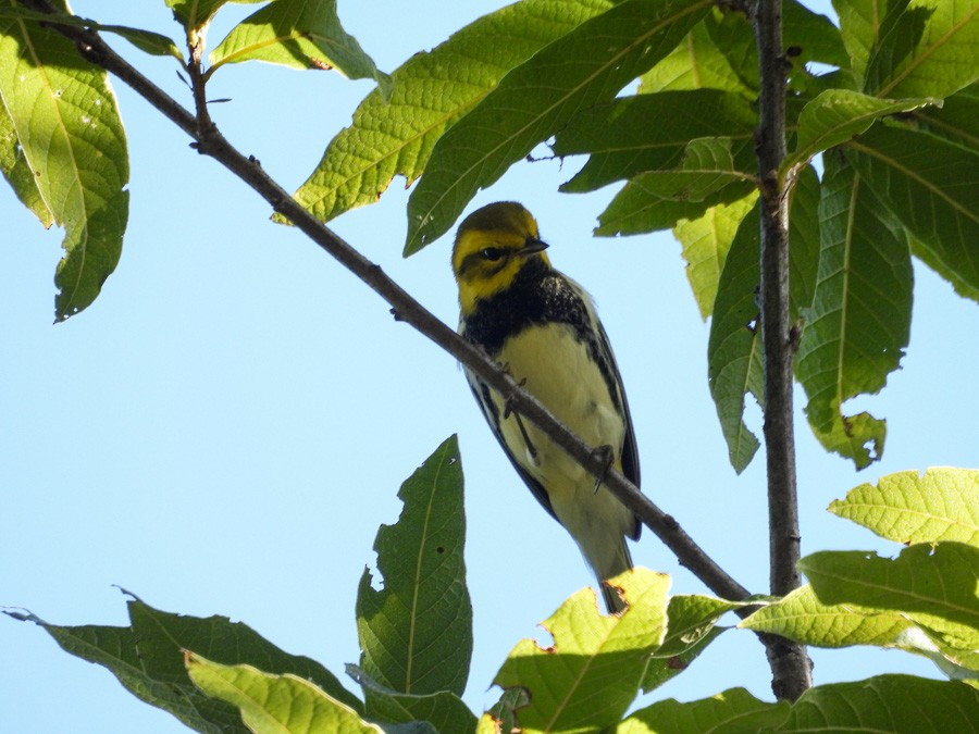 Black-throated Green Warbler - ML645572773