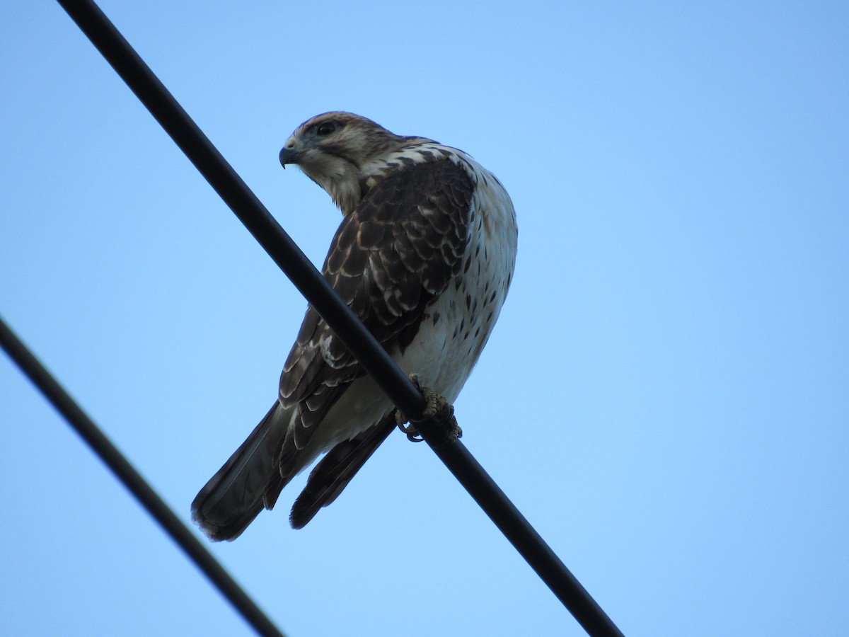 Broad-winged Hawk - ML645572782