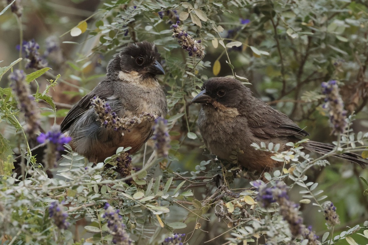 Rusty-bellied Brushfinch - ML645572784