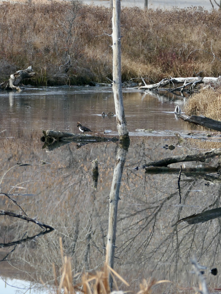Hooded Merganser - ML645572787