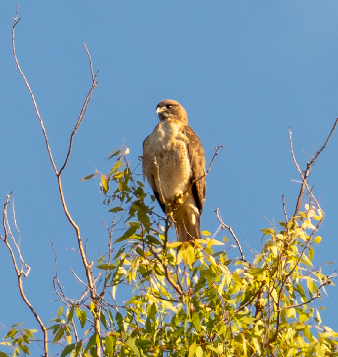 káně rudochvostá - ML645572788