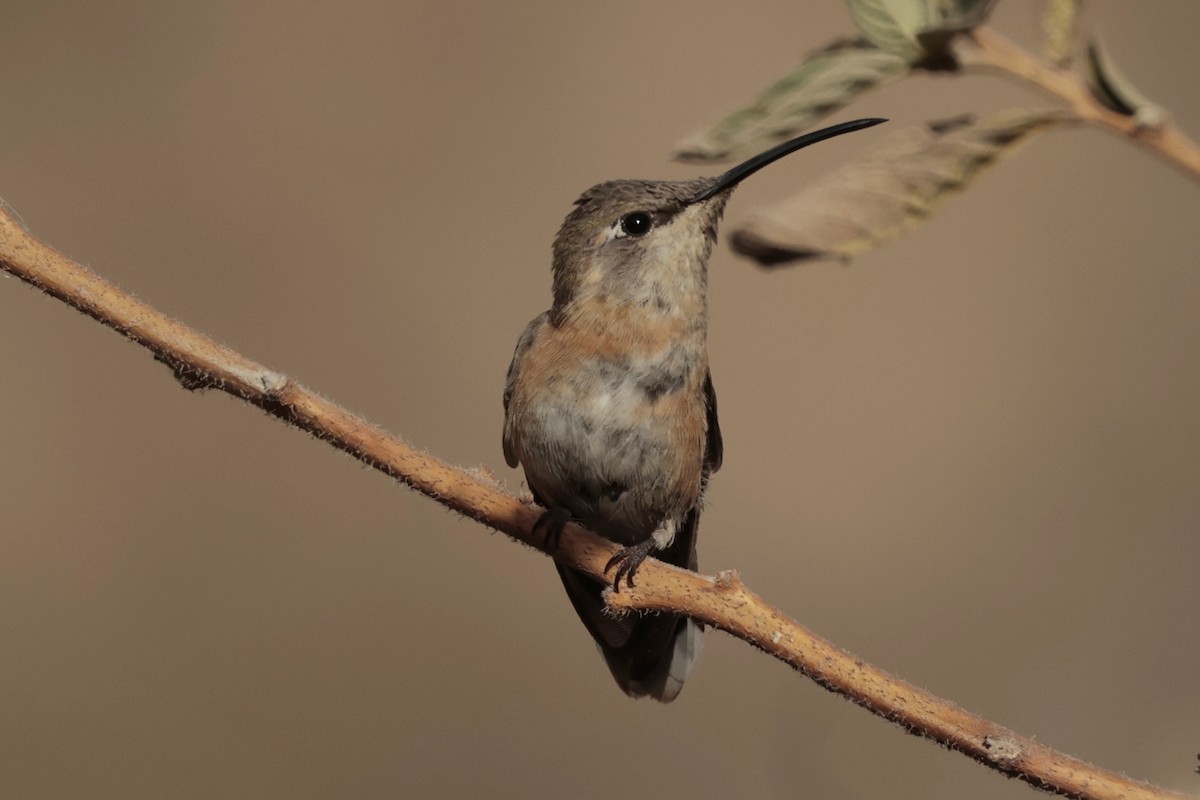 Purple-collared Woodstar - ML645572789