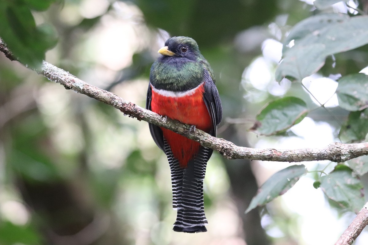 Collared Trogon - ML645572790