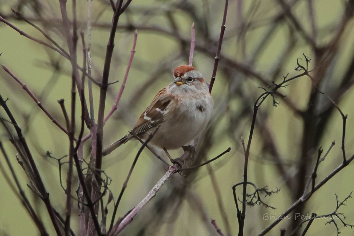 American Tree Sparrow - ML645572792