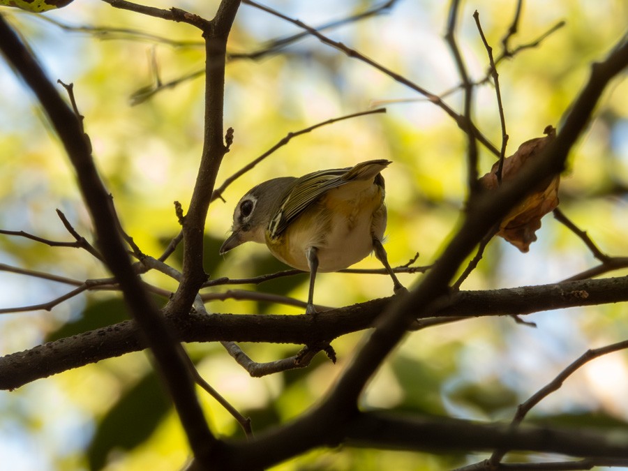 Blue-headed Vireo - ML645572798