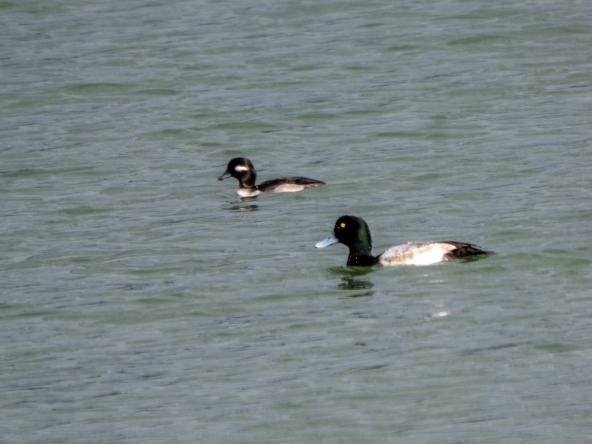 Porrón Bastardo - ML645572806