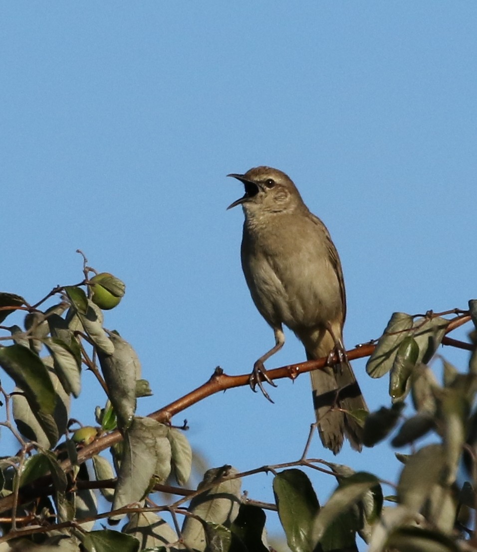 Rufous Songlark - ML64557281