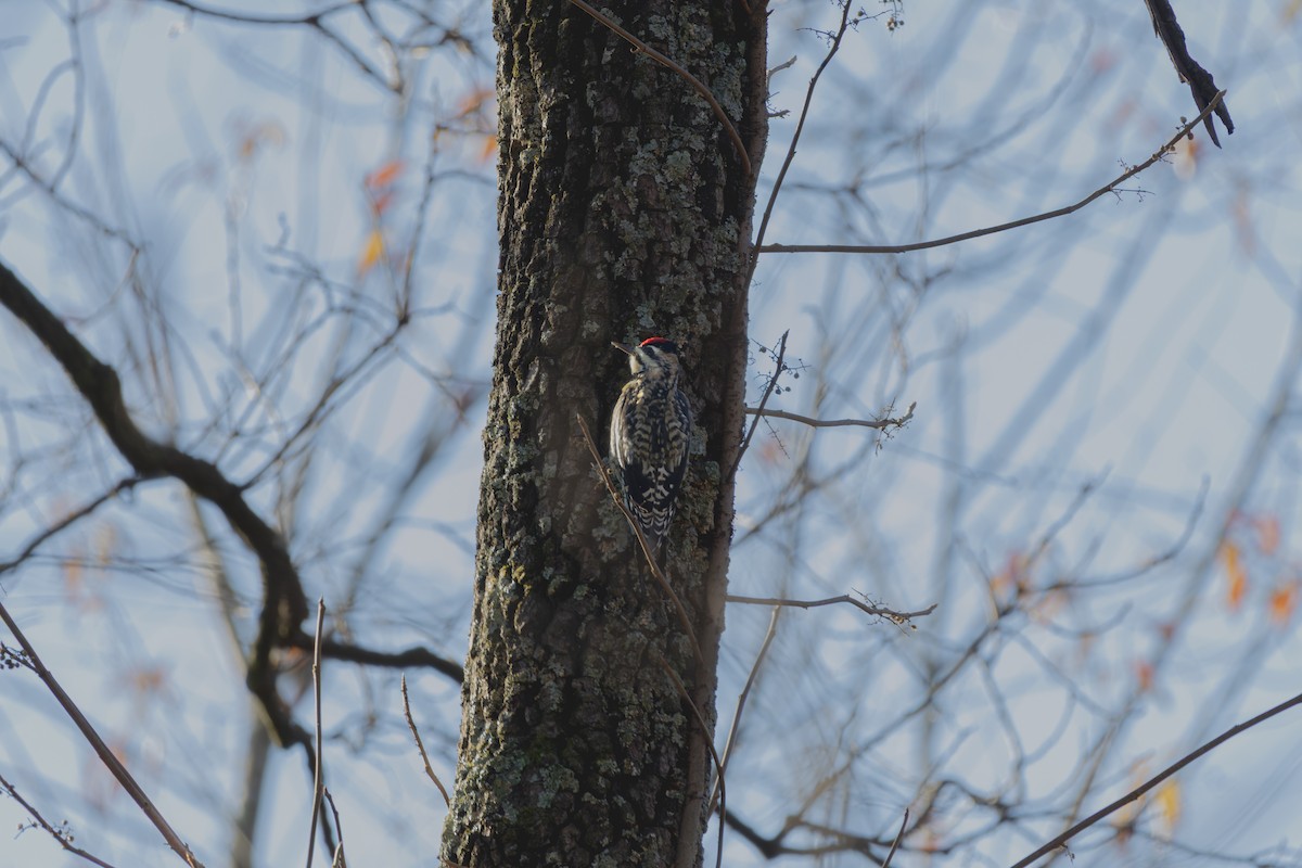 Yellow-bellied Sapsucker - ML645572810
