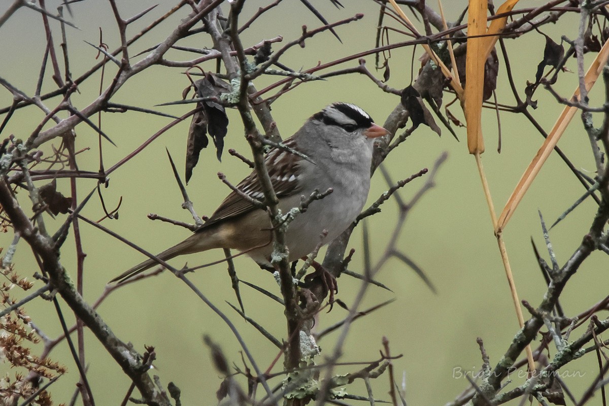 White-crowned Sparrow - ML645572811
