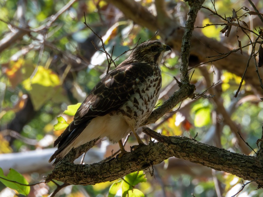 Broad-winged Hawk - ML645572815