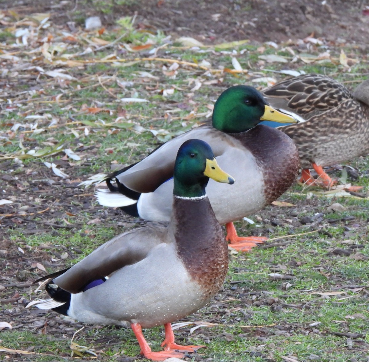 Ánade Azulón - ML645572816