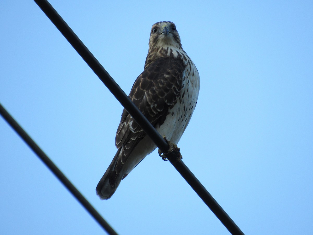 Busardo Aliancho - ML645572817