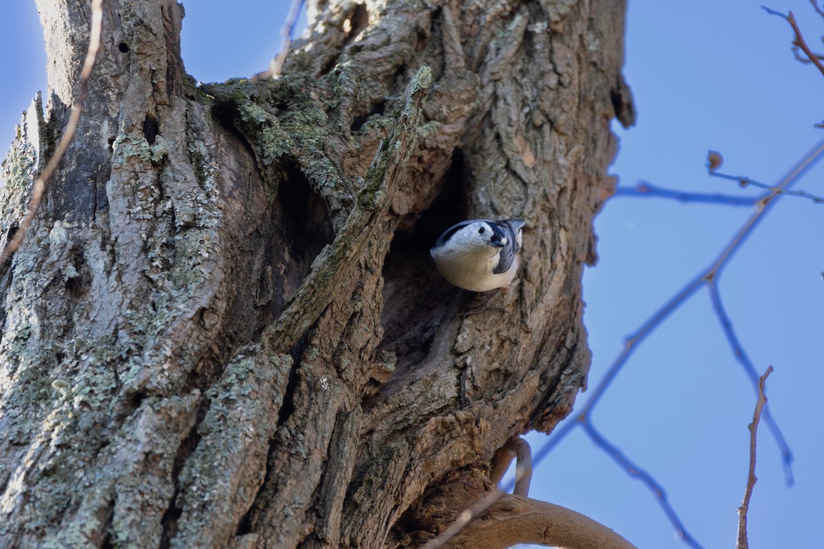 White-breasted Nuthatch - ML645572818