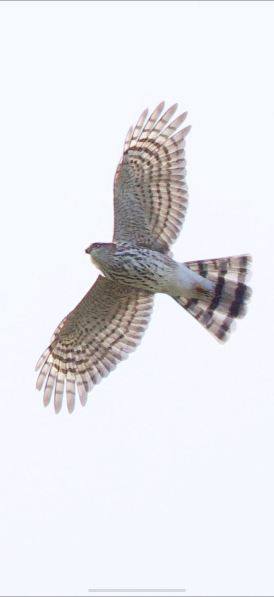 Gavilán Americano - ML645572819