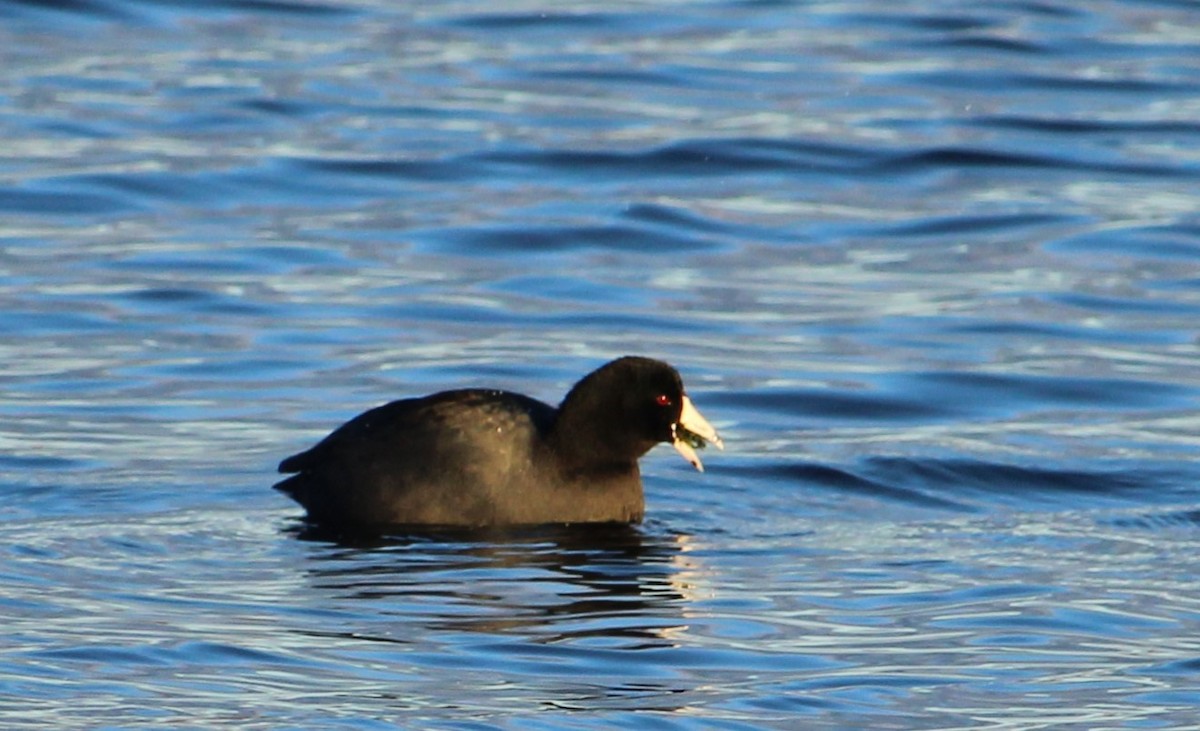 Focha Americana - ML645572823