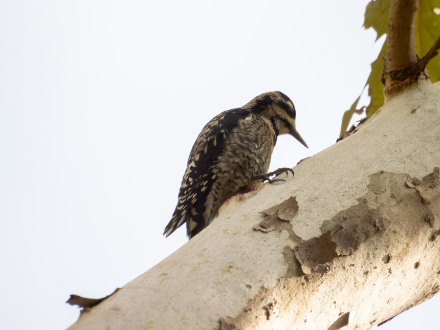 Chupasavia Norteño - ML645572824