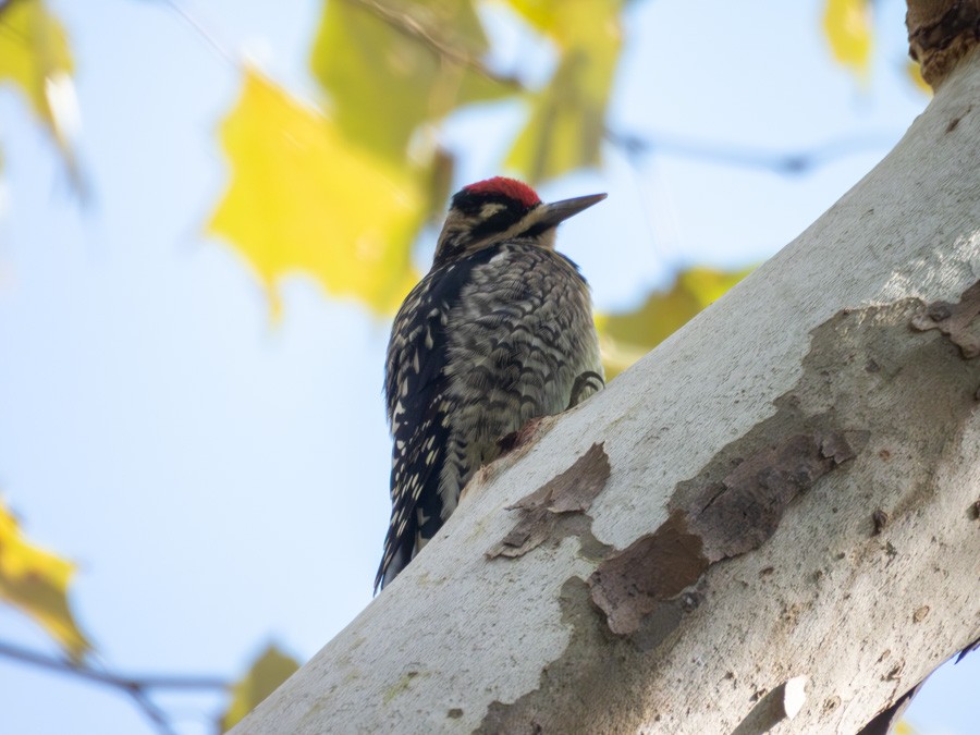 Chupasavia Norteño - ML645572825