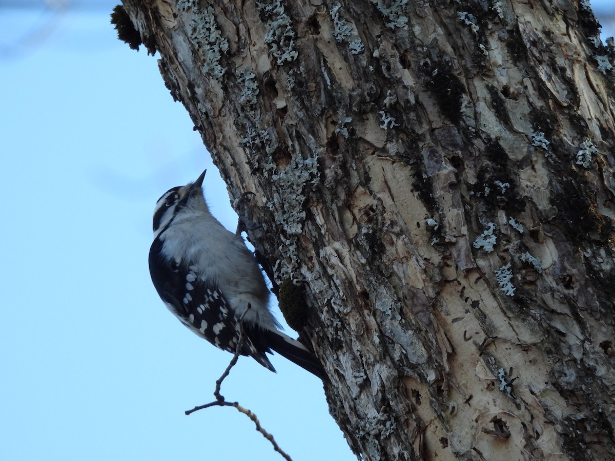 Pico Pubescente - ML645572826