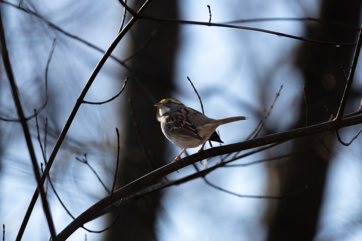 White-throated Sparrow - ML645572827