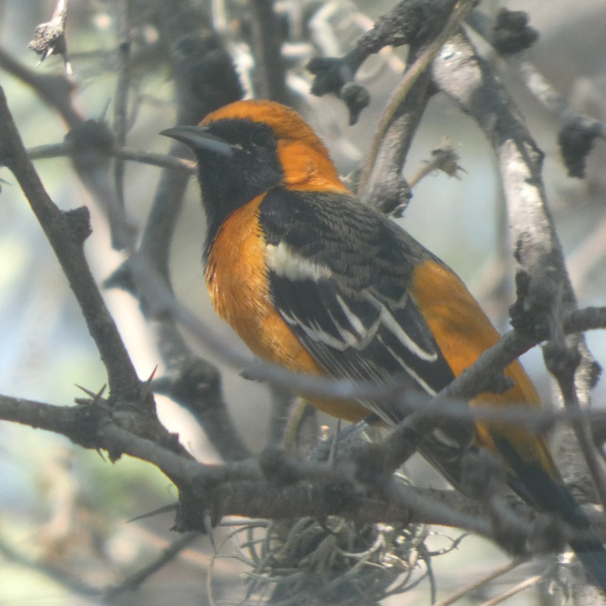 Turpial Enmascarado - ML645572828