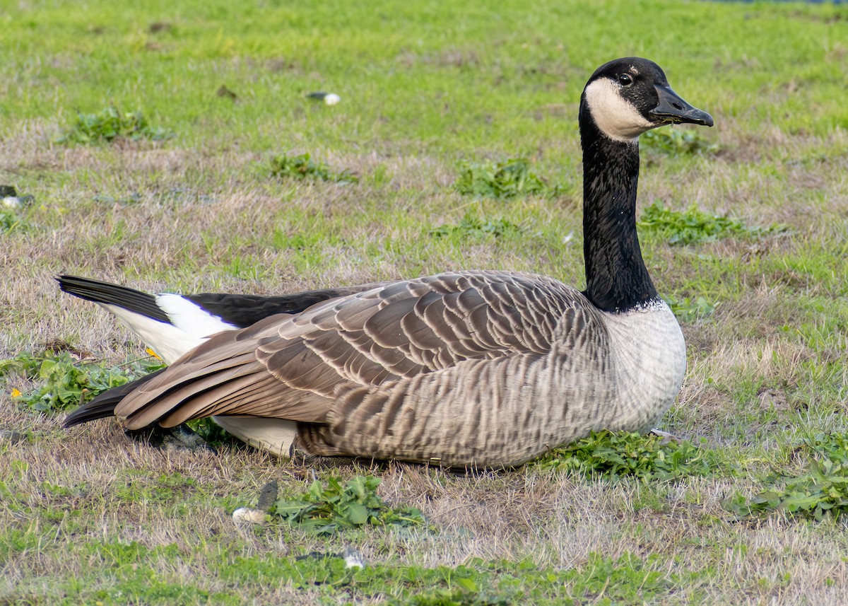 Barnacla Canadiense Grande - ML645572829
