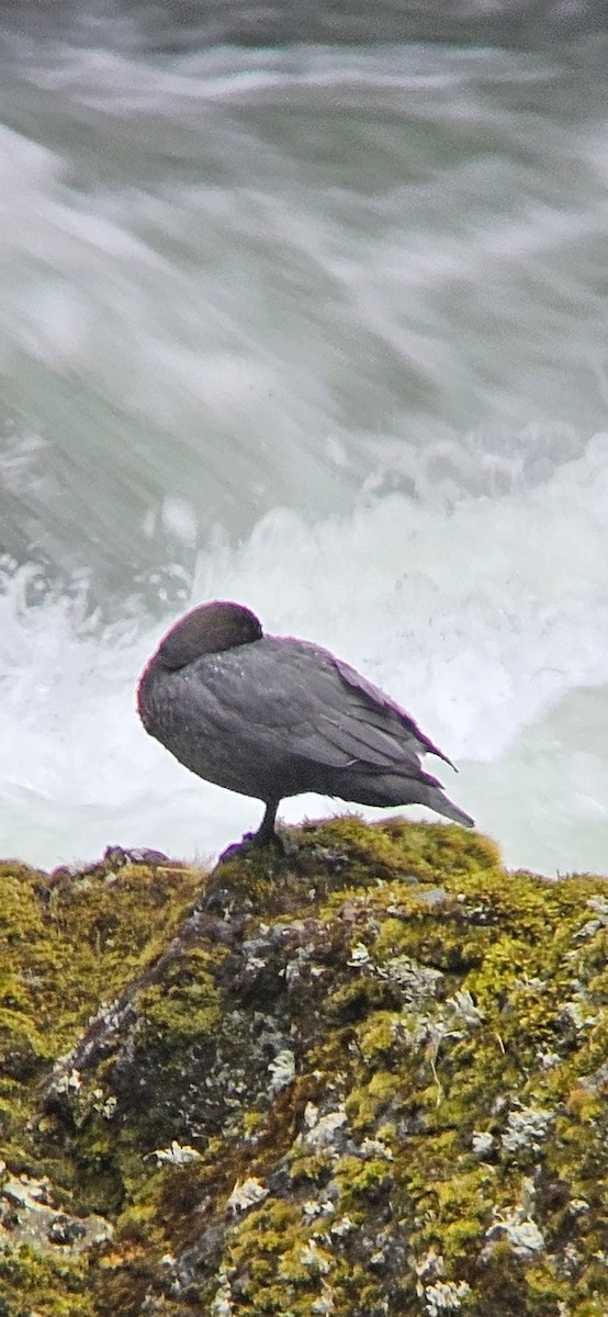 Pato Azul - ML645572830