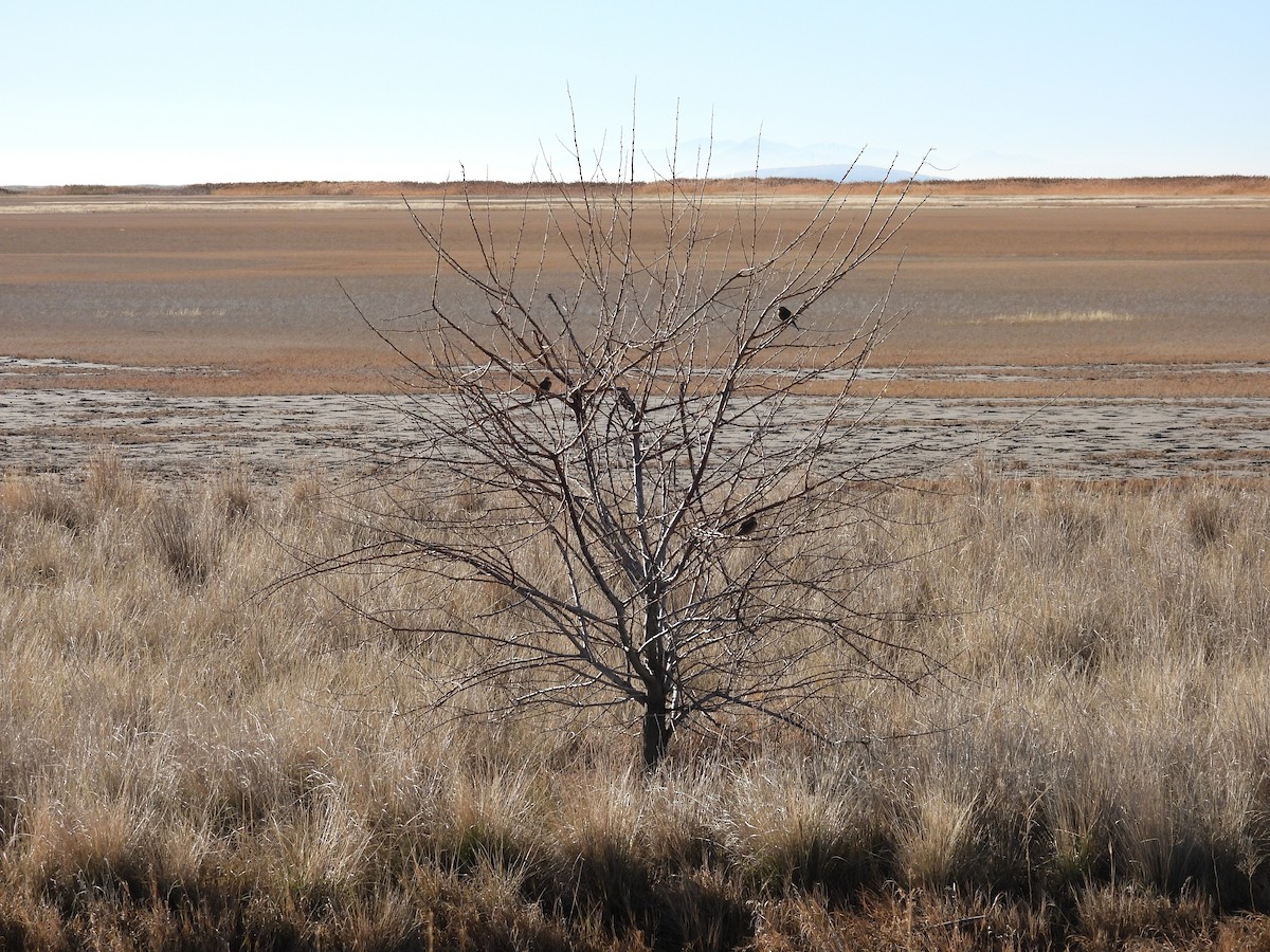 Bisbita Norteamericano - ML645572831