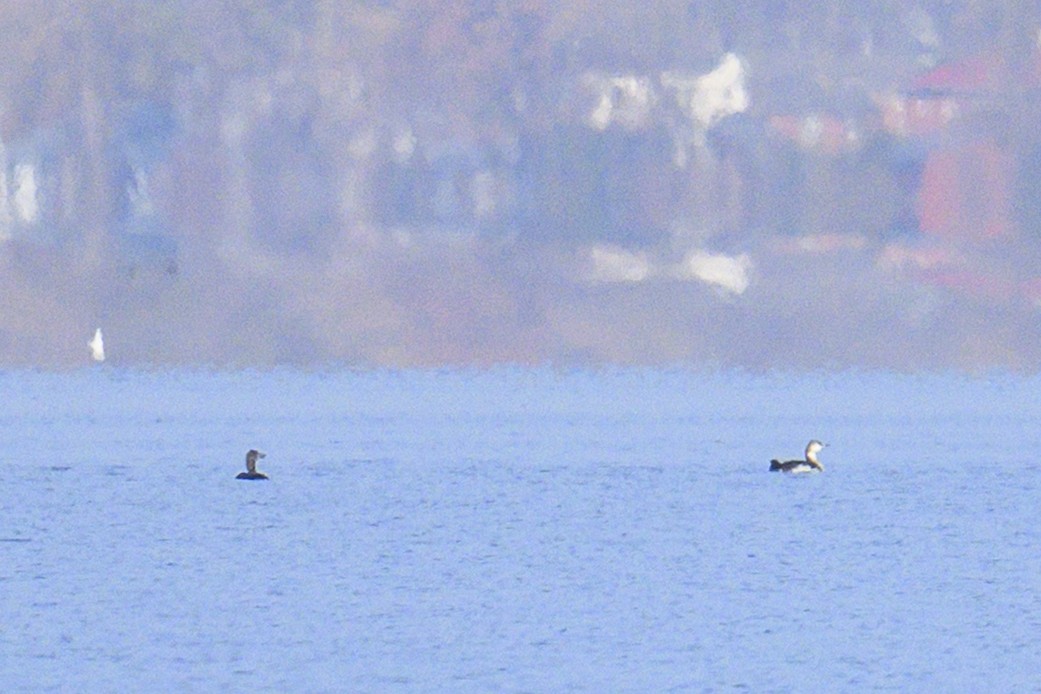 Colimbo Chico - ML645572832