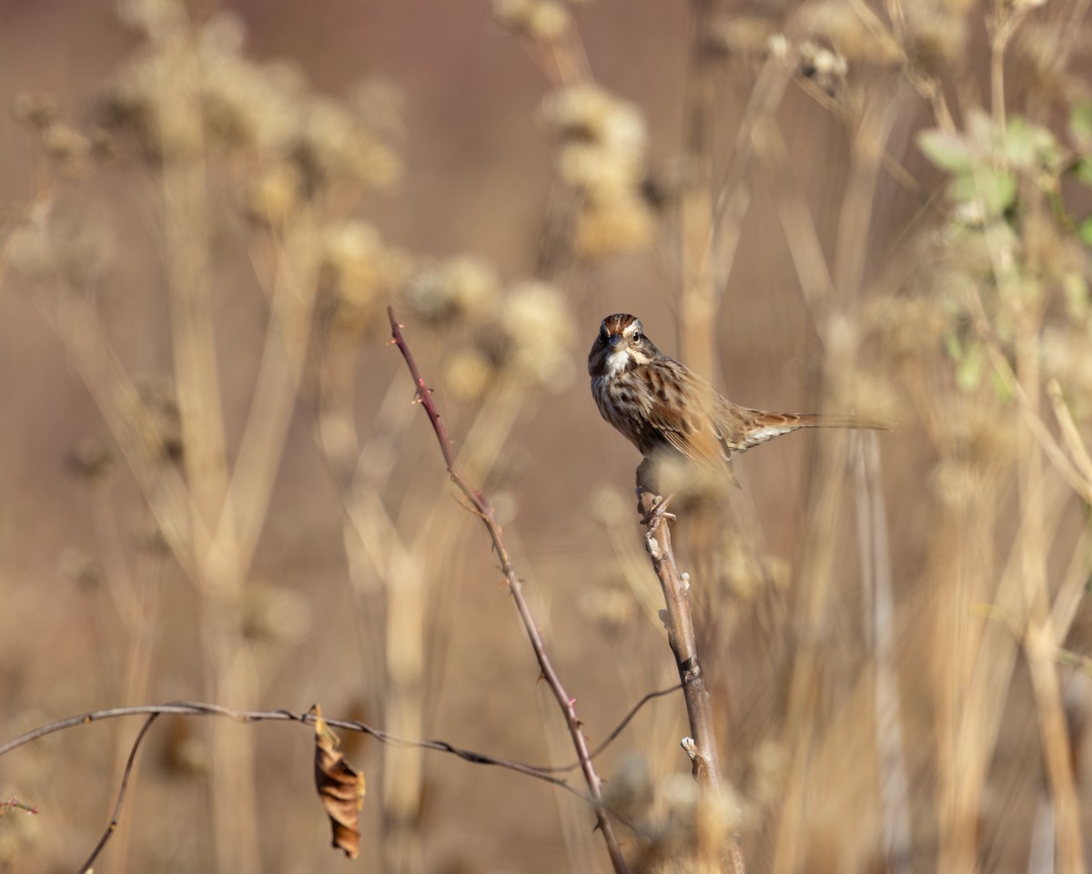 Song Sparrow - ML645572836