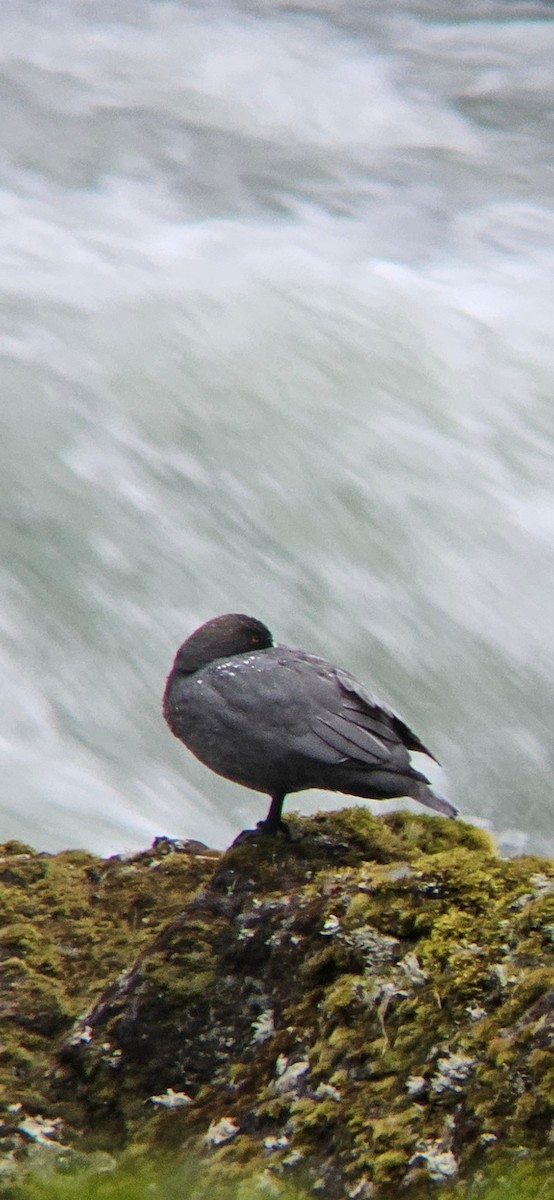 Pato Azul - ML645572837