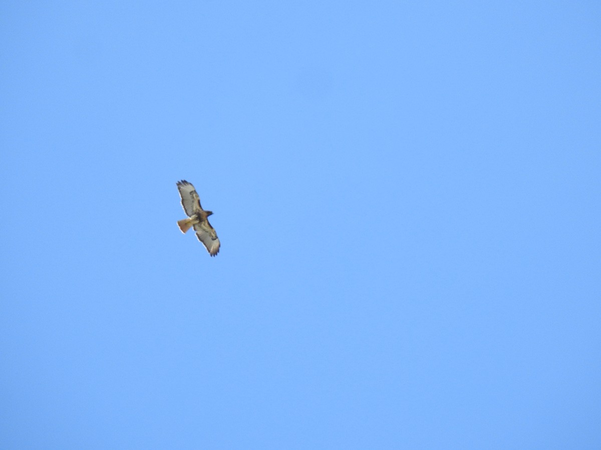 Busardo Colirrojo - ML645572838